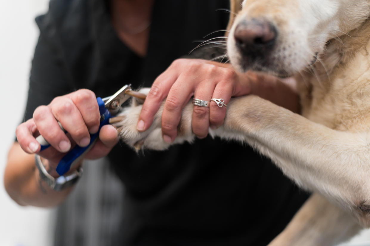 Cut Dog Nails