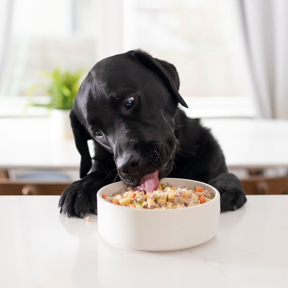 Nutrition Tailored for Older Pups