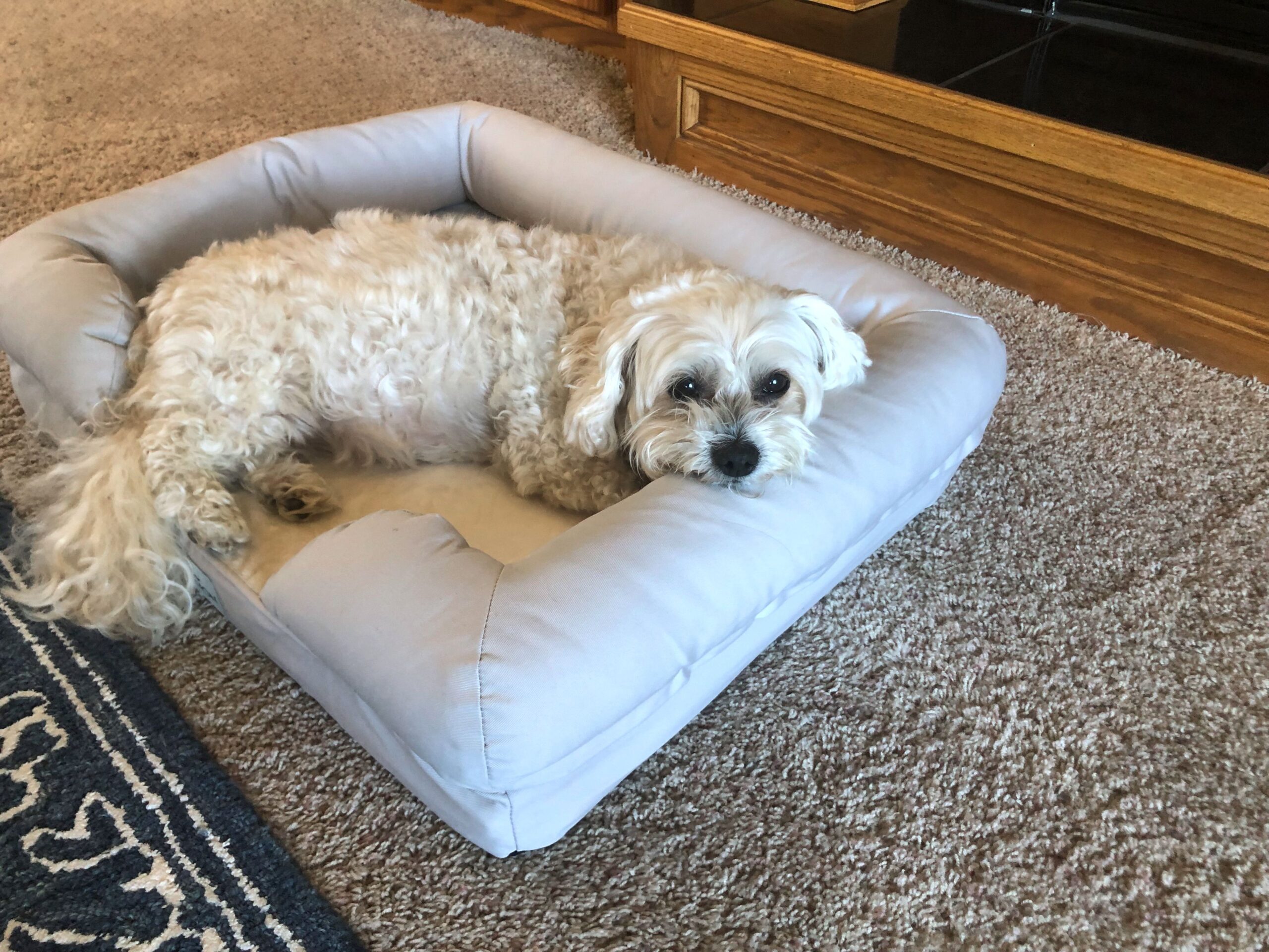 Orthopedic beds for old dog